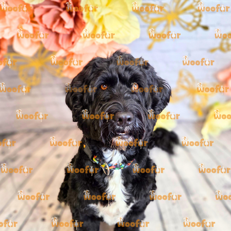 Woofur Daycare Event Photos