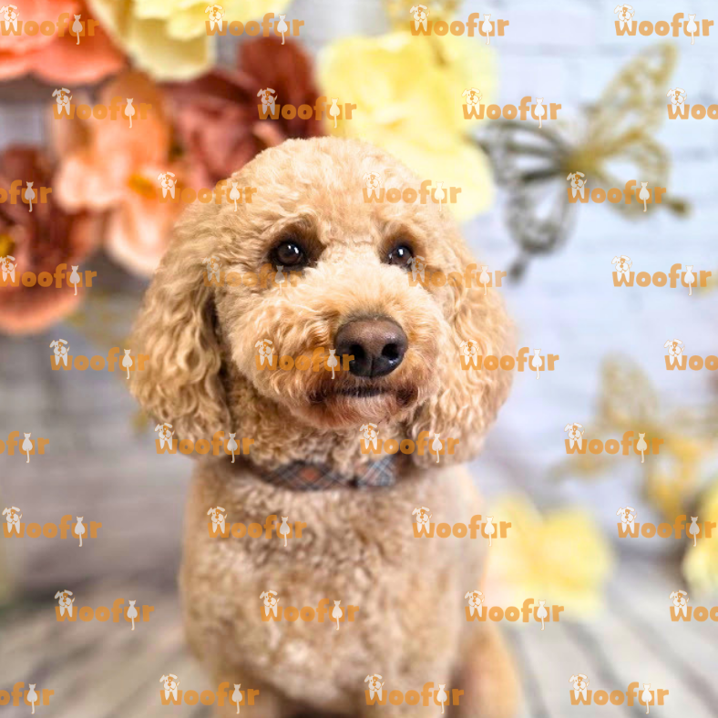 Woofur Daycare Event Photos