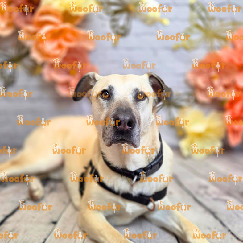 Woofur Daycare Event Photos