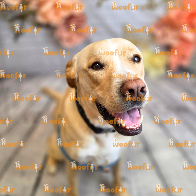 Woofur Daycare Event Photos