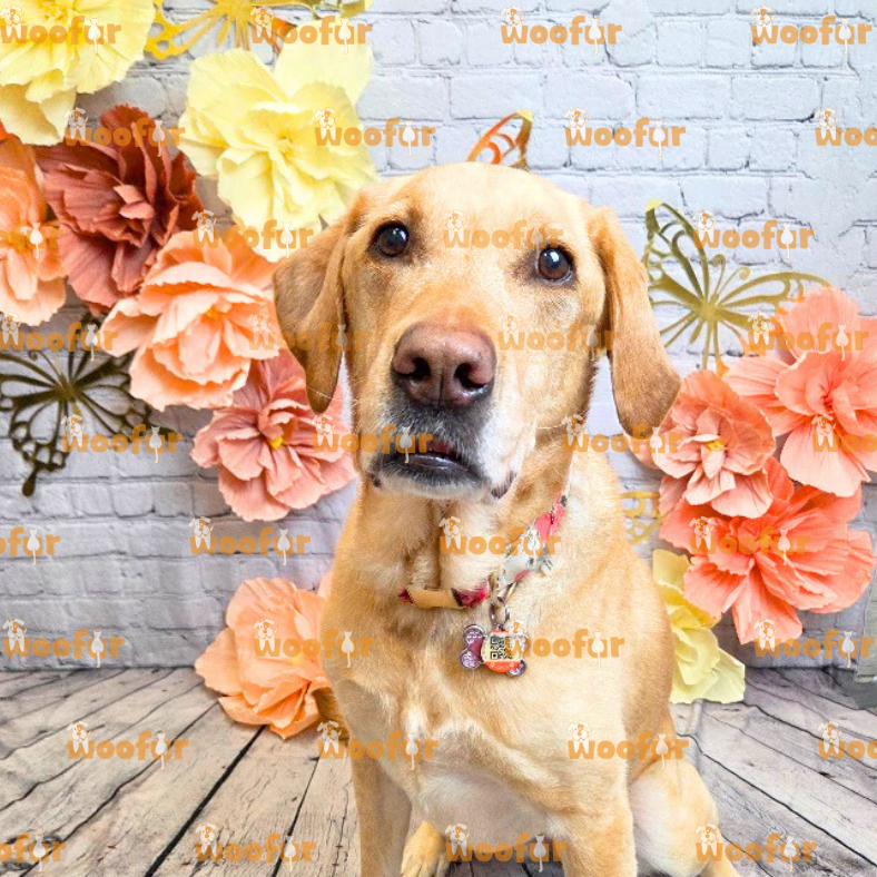 Woofur Daycare Event Photos