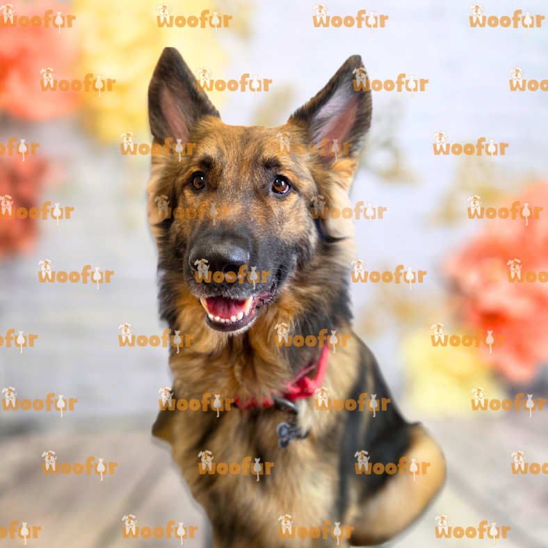 Woofur Daycare Event Photos