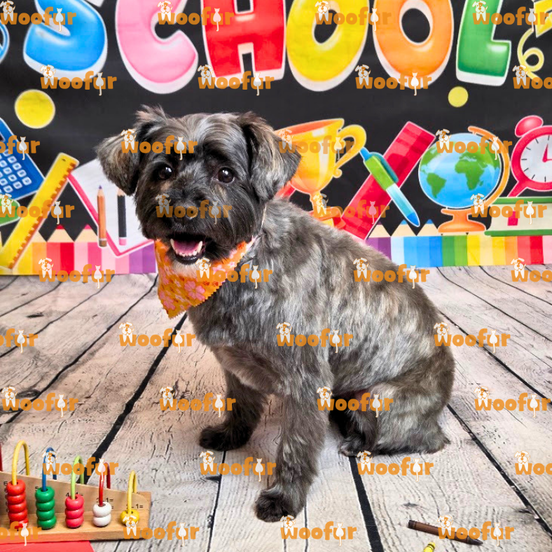 Woofur Daycare Event Photos