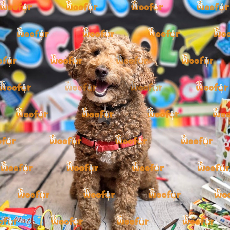 Woofur Daycare Event Photos