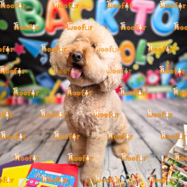 Woofur Daycare Event Photos