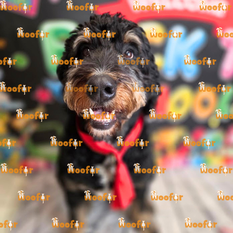 Woofur Daycare Event Photos