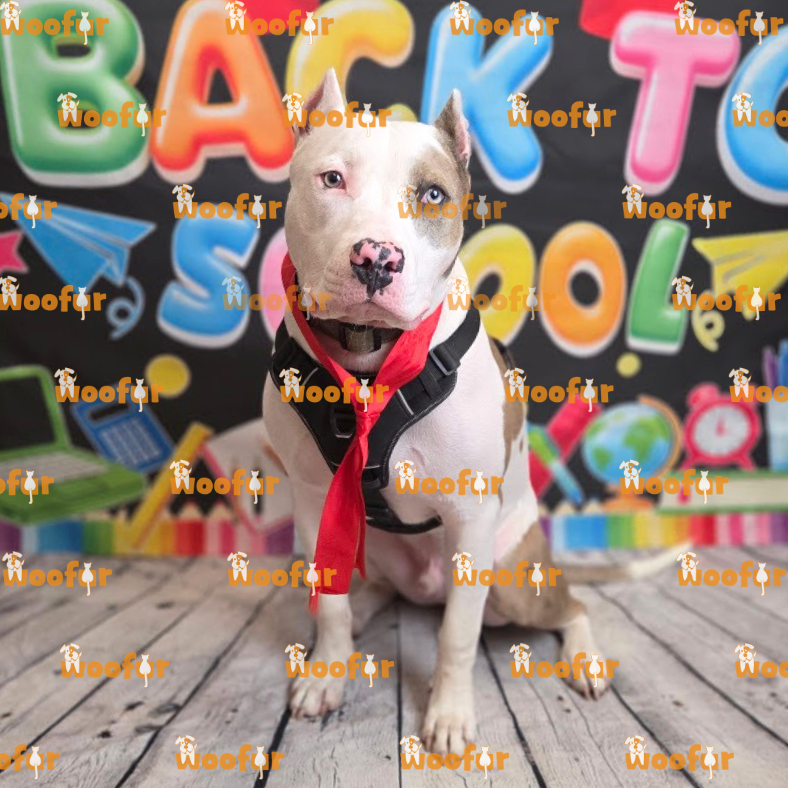 Woofur Daycare Event Photos