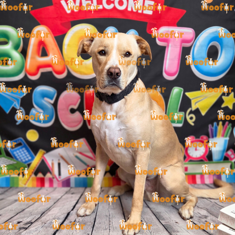 Woofur Daycare Event Photos