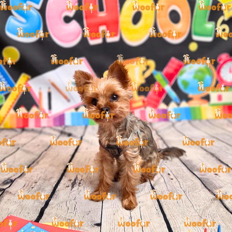 Woofur Daycare Event Photos