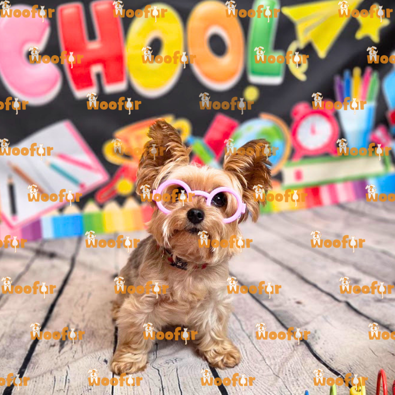 Woofur Daycare Event Photos