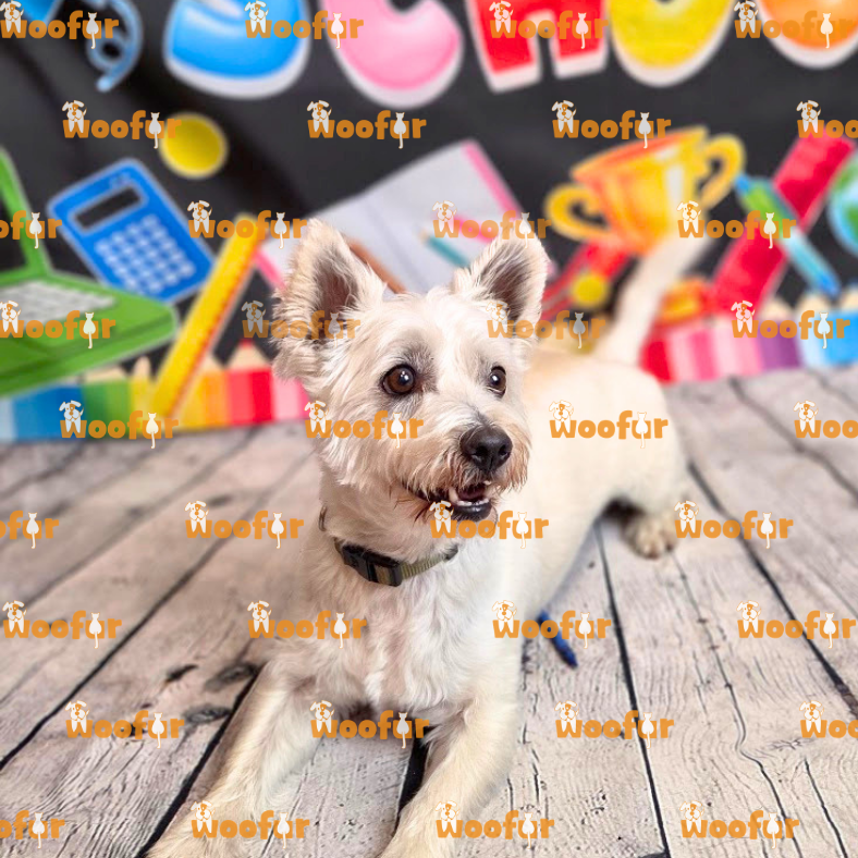 Woofur Daycare Event Photos