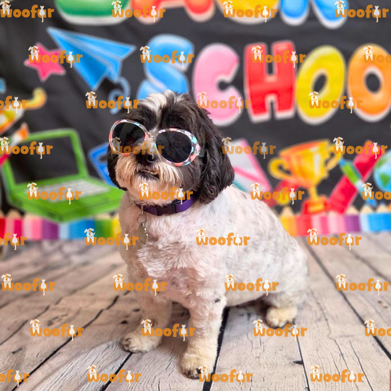 Woofur Daycare Event Photos