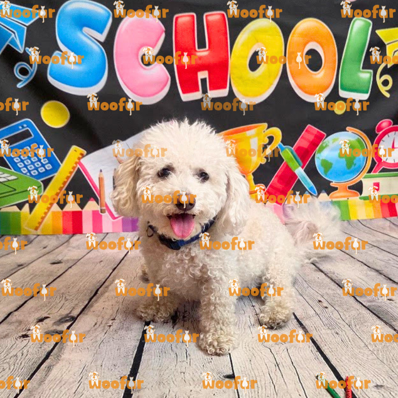 Woofur Daycare Event Photos