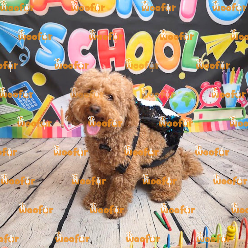 Woofur Daycare Event Photos