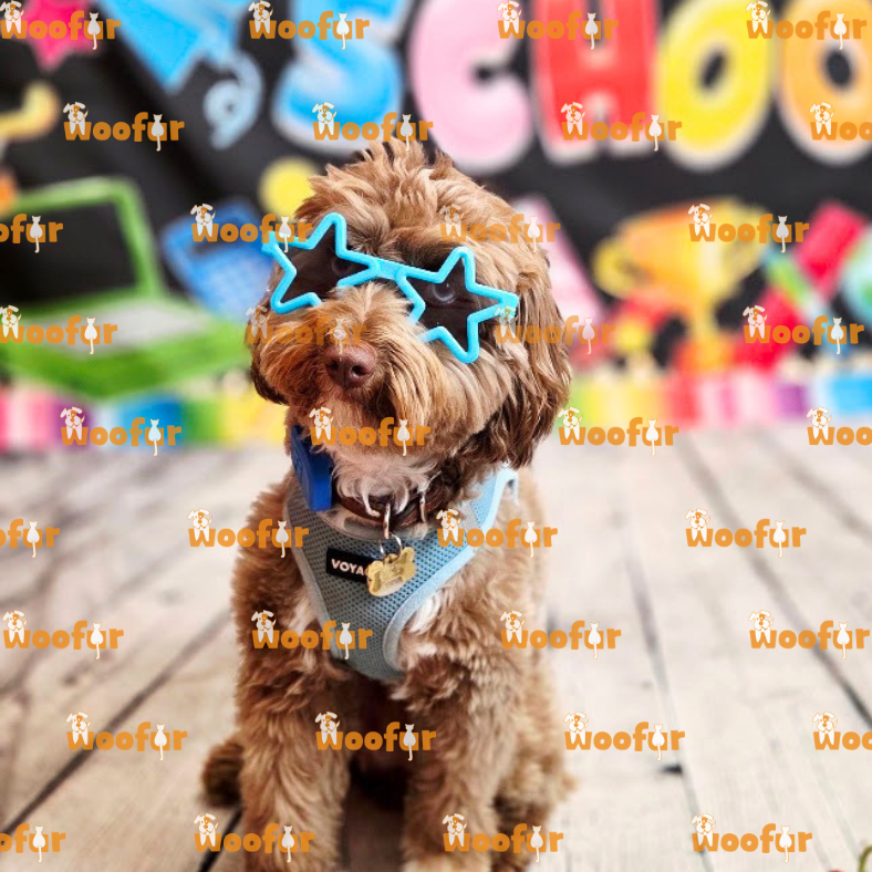 Woofur Daycare Event Photos
