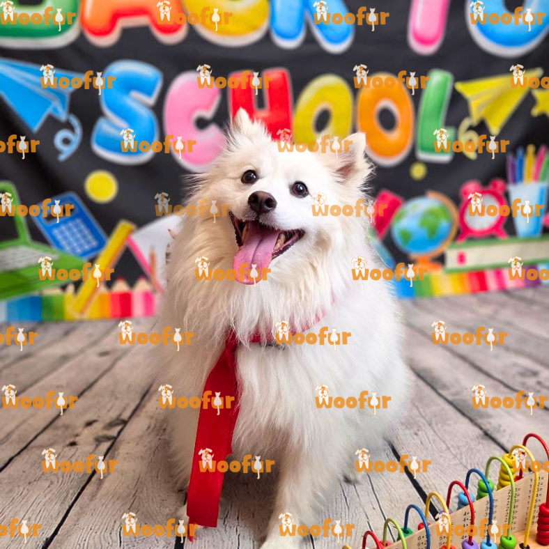 Woofur Daycare Event Photos