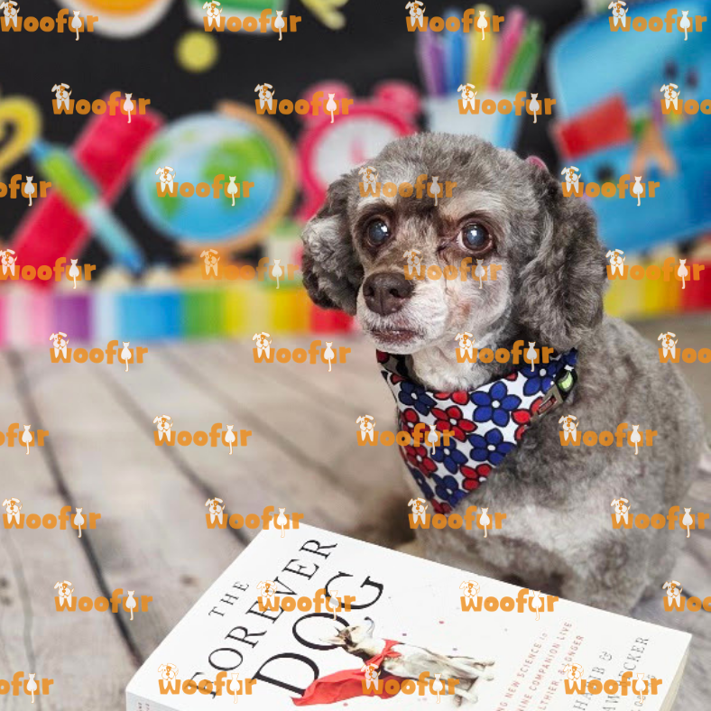 Woofur Daycare Event Photos