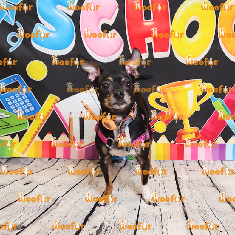 Woofur Daycare Event Photos