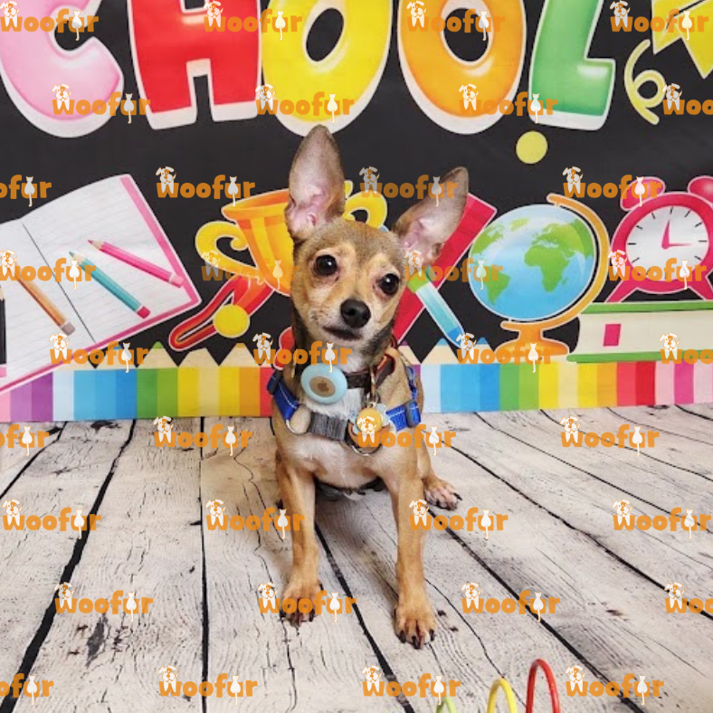 Woofur Daycare Event Photos