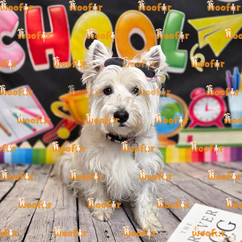 Woofur Daycare Event Photos