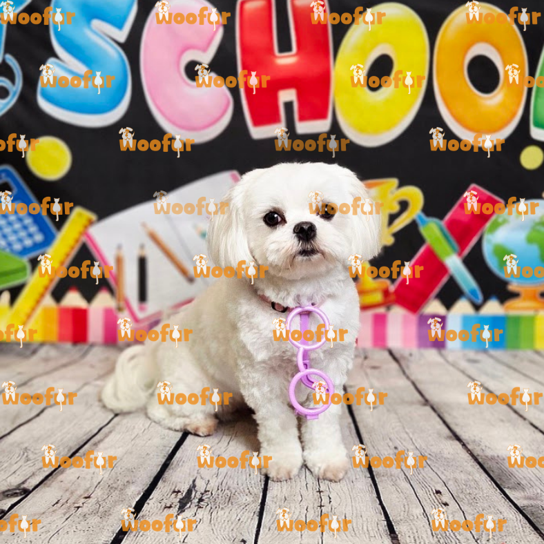 Woofur Daycare Event Photos