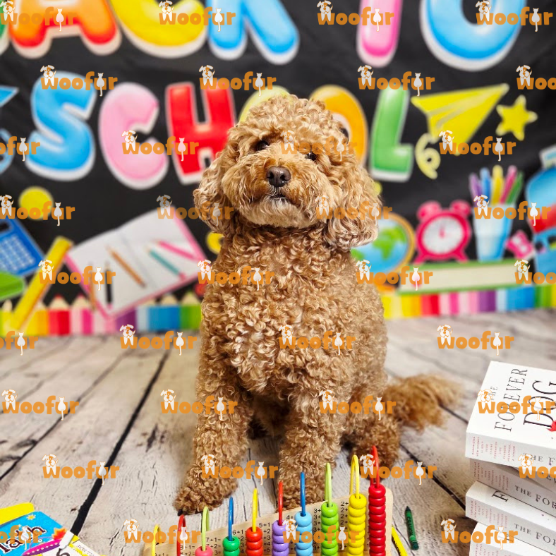 Woofur Daycare Event Photos
