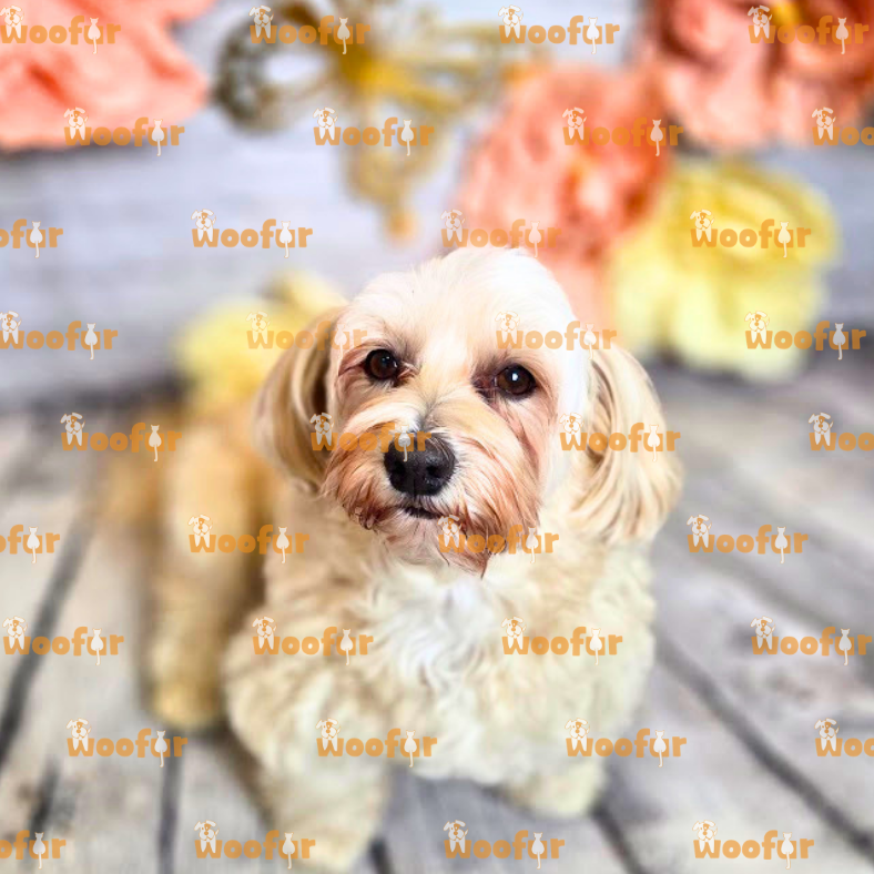 Woofur Daycare Event Photos