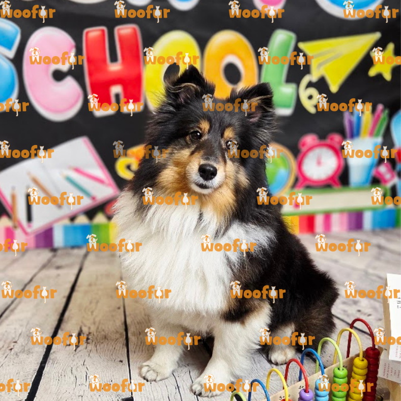 Woofur Daycare Event Photos