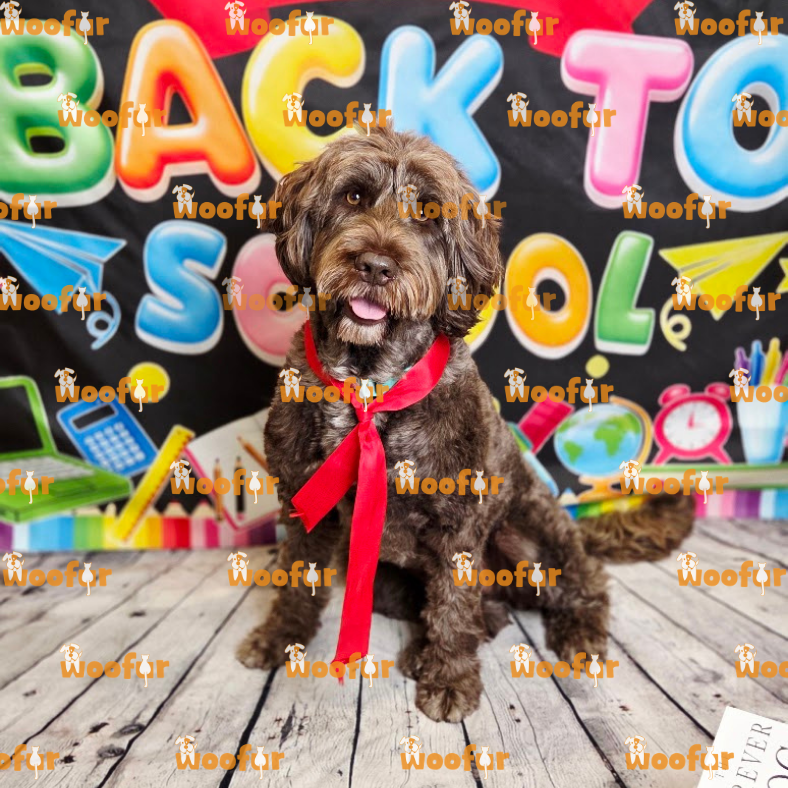 Woofur Daycare Event Photos
