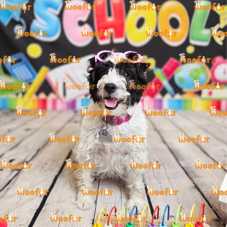 Woofur Daycare Event Photos
