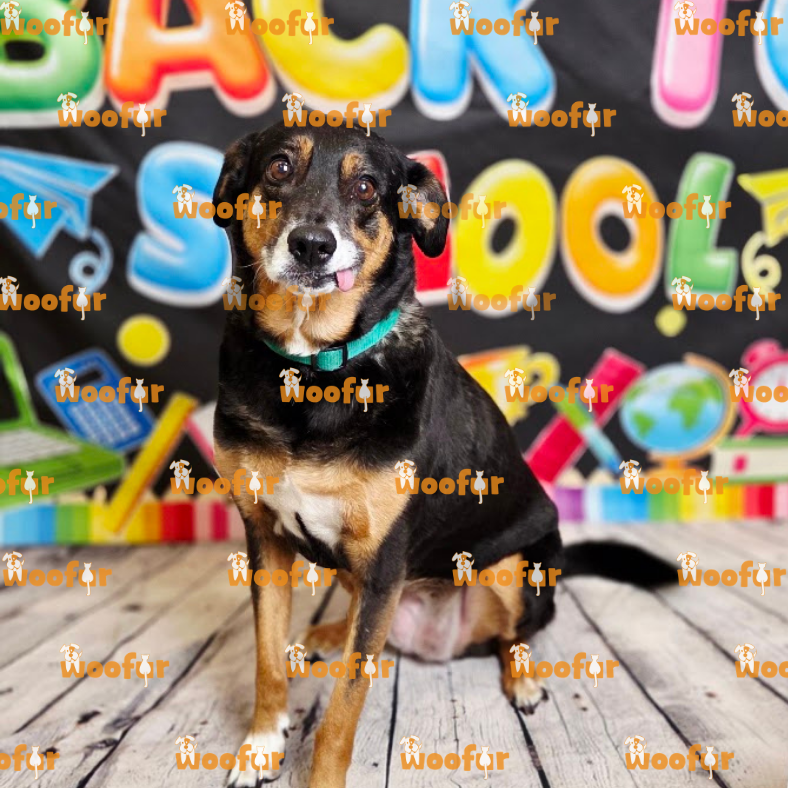 Woofur Daycare Event Photos