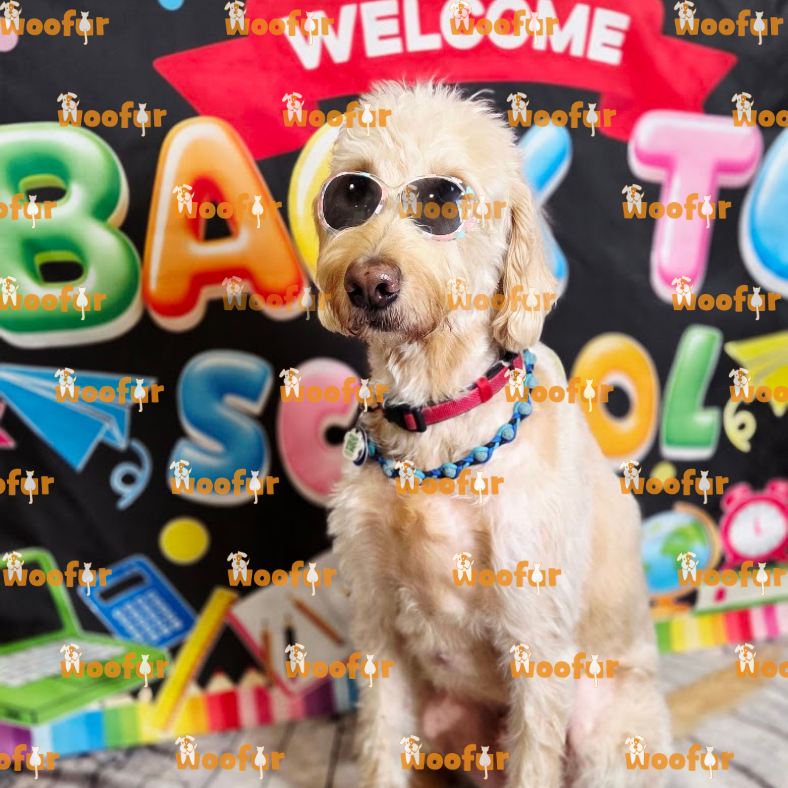 Woofur Daycare Event Photos