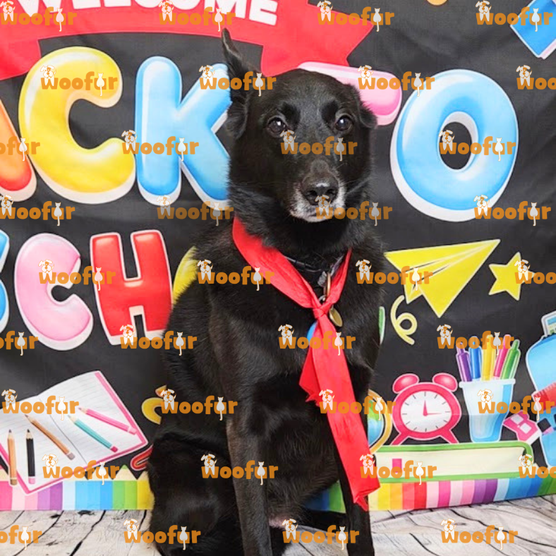 Woofur Daycare Event Photos