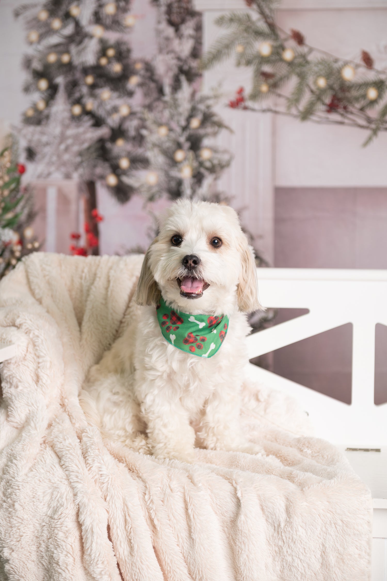 Professional Holiday Photoshoot