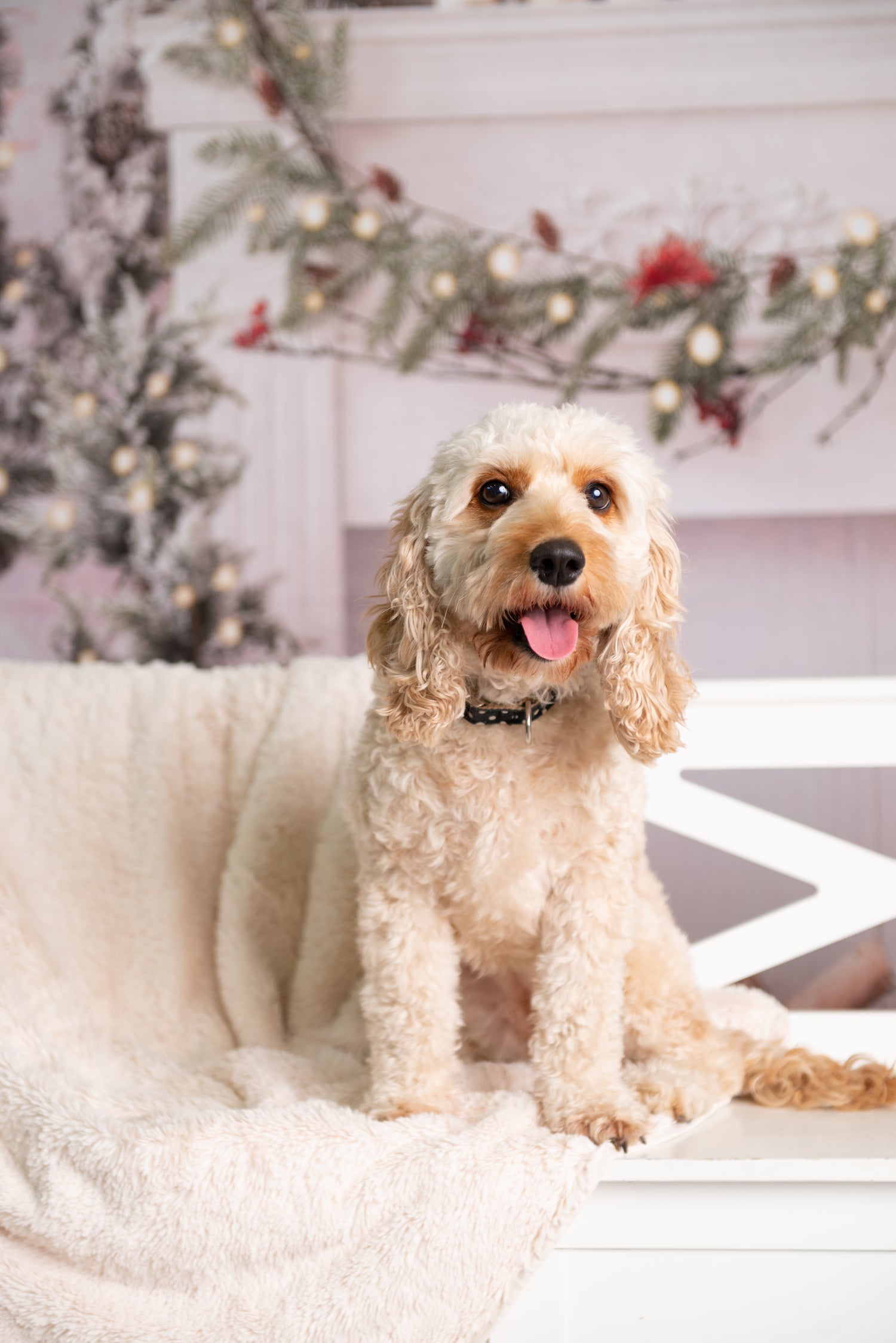 Professional Holiday Photoshoot