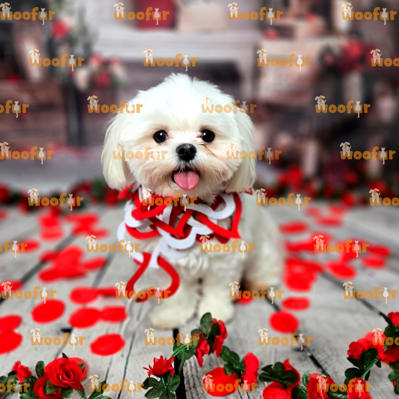 Woofur Daycare Event Photos - Woofur Natural Pet Products