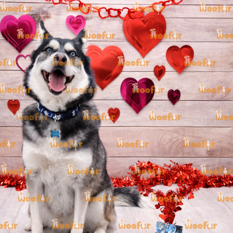 Woofur Daycare Event Photos - Woofur Natural Pet Products