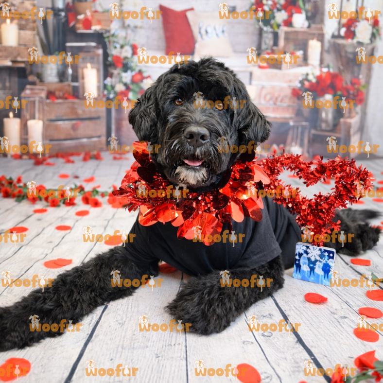 Woofur Daycare Event Photos - Woofur Natural Pet Products