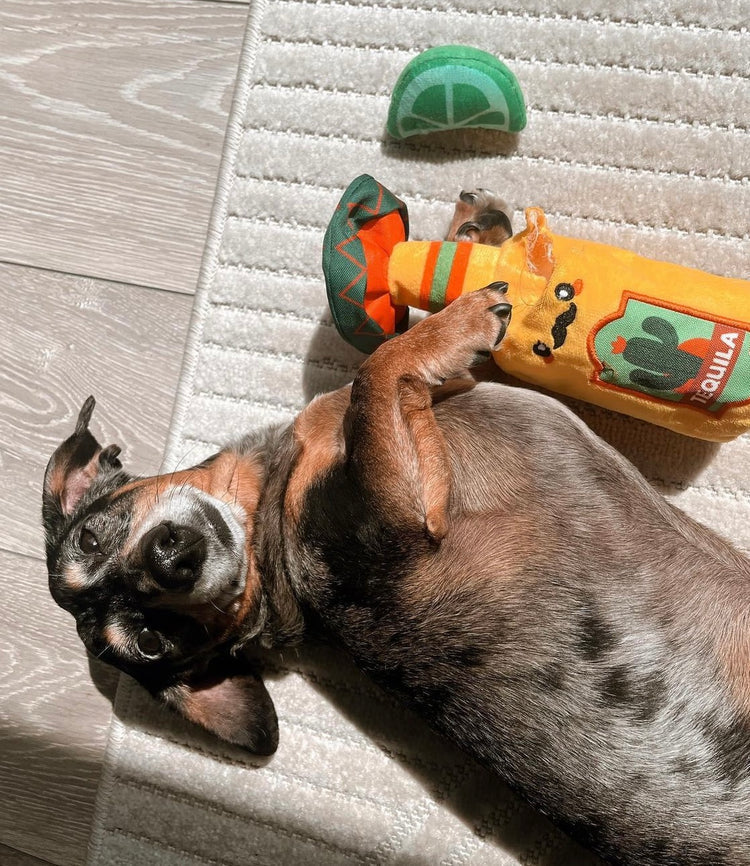 HugSmart: Fiesta Chewsday - Tequila