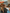 Canine Foundation Program (Hybrid Learning: Virtual and In-Person Classes)