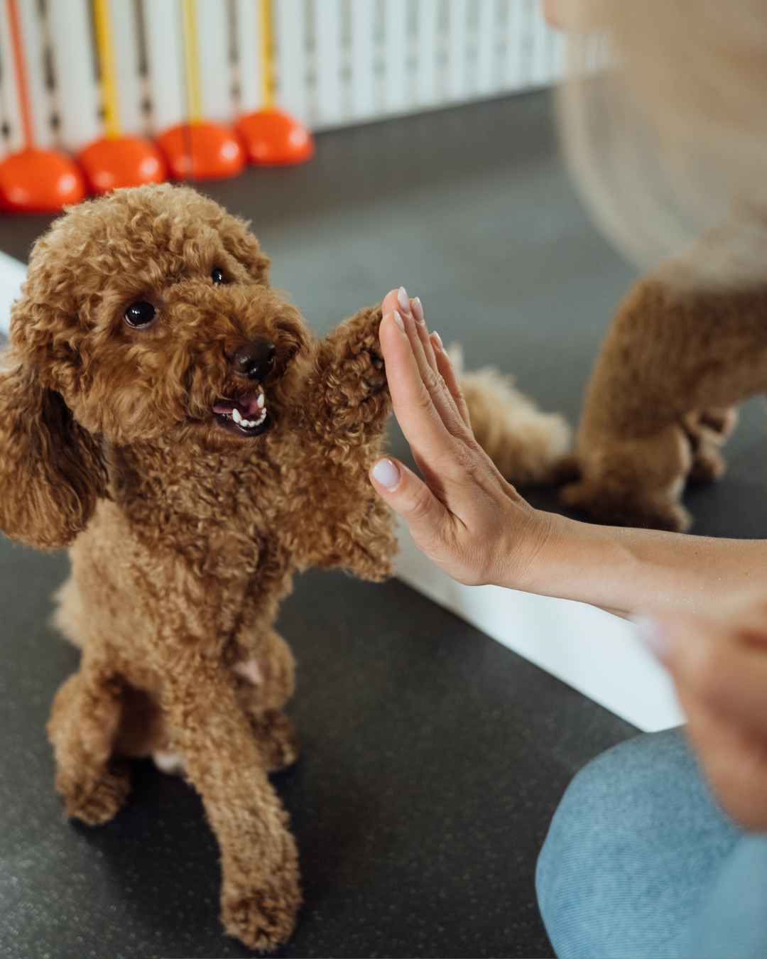 Canine Foundation Program (Hybrid Learning: Virtual and In-Person Classes)