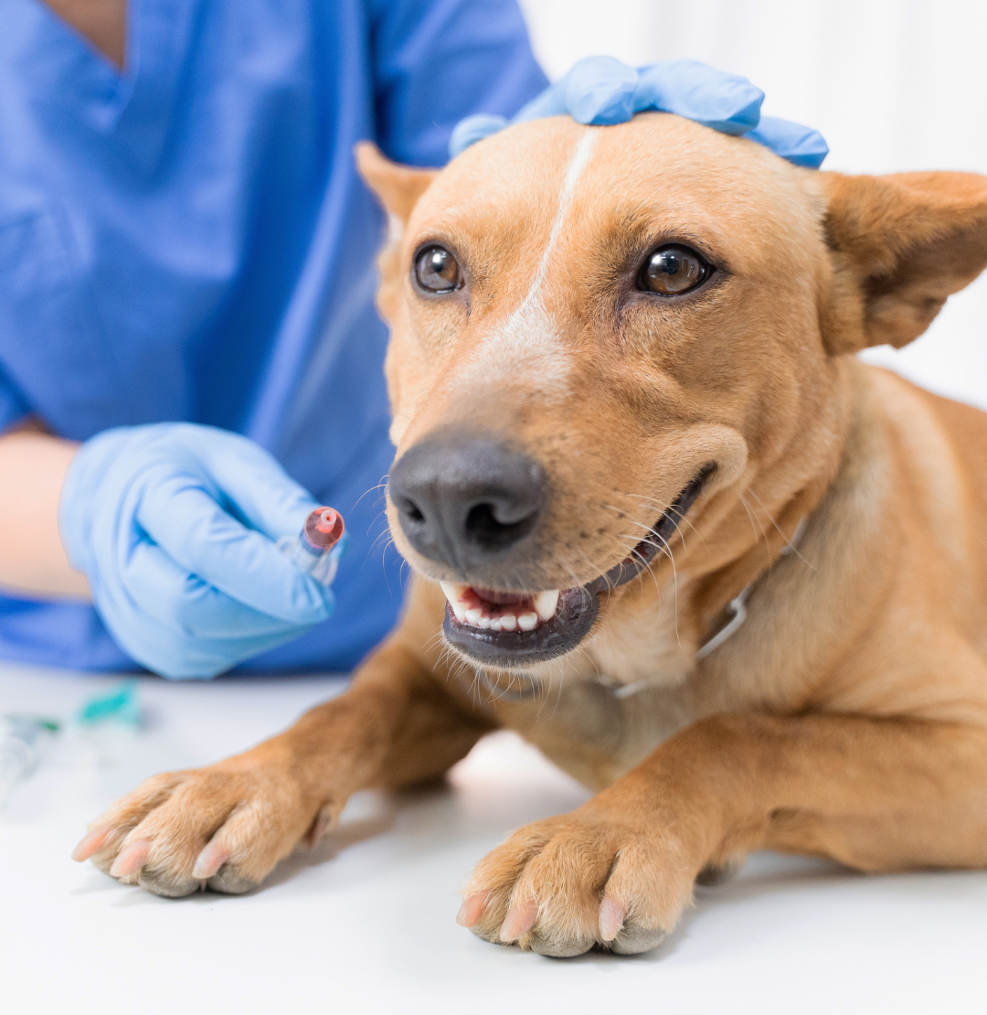 Vaccine Titre Testing Clinic