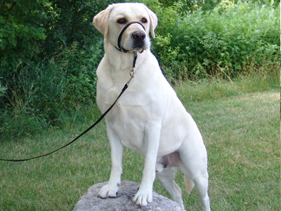 Gentle Leader Black - Medium