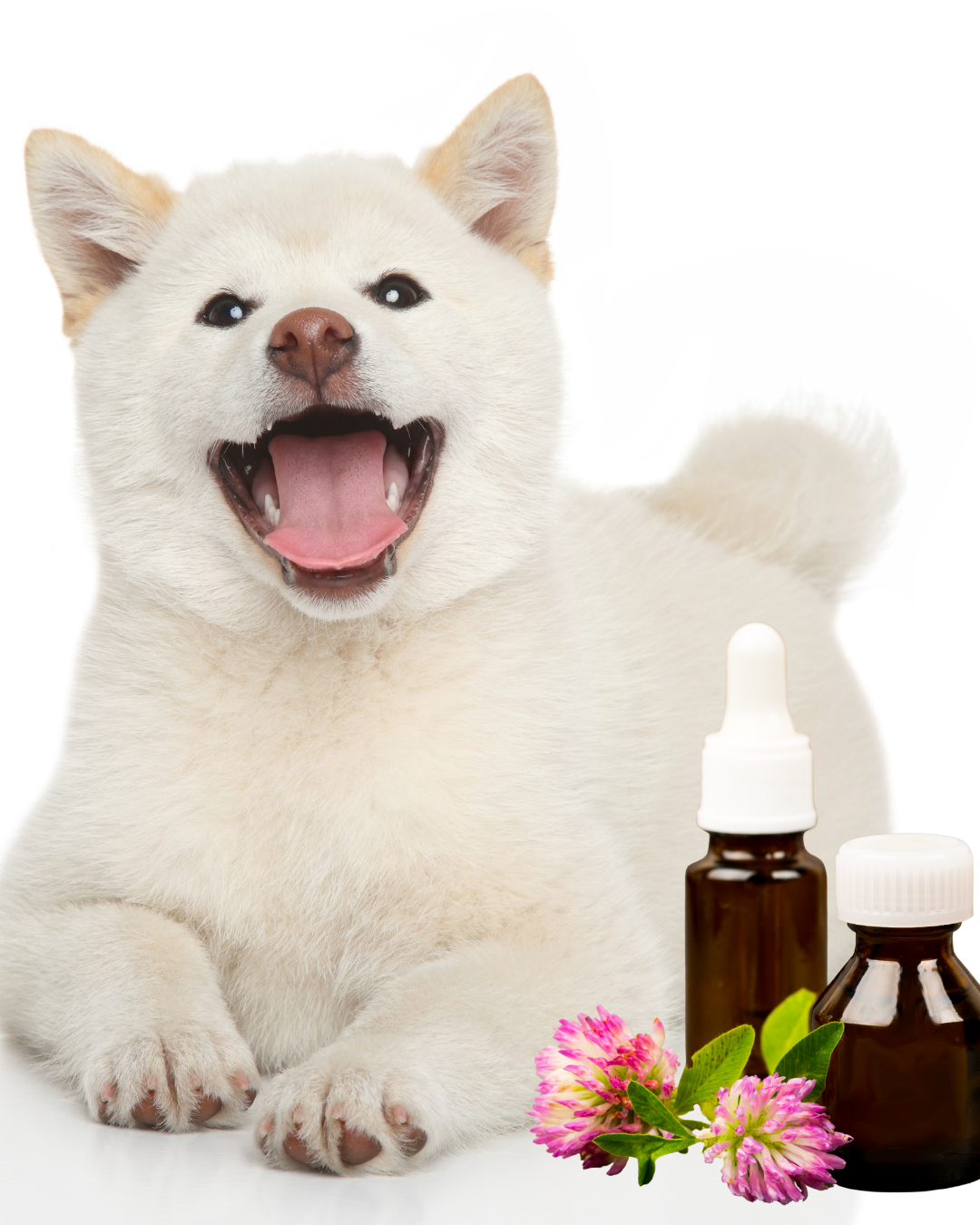 Animal Wellness Consultation: Homeopathy (via Zoom)
