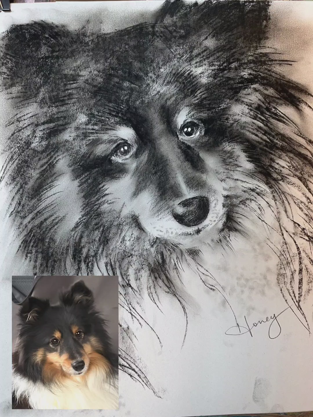 Professional Pet Portrait Sketches
