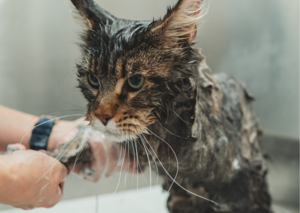 Cat Grooming PPI