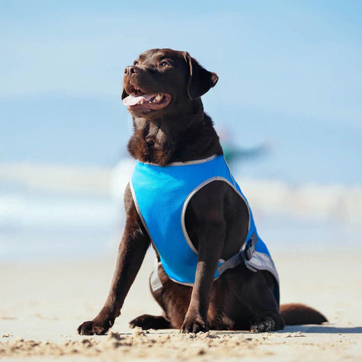 Canada Pooch - Cooling Vest Blue