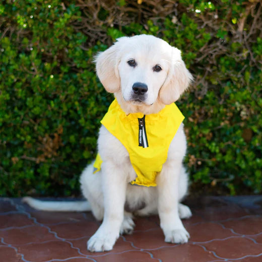 Canada Pooch Grow With Me Raincoat Yellow