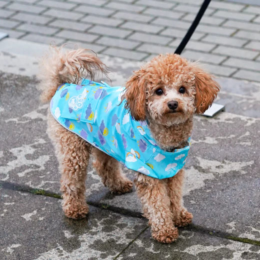 Canada Pooch - Wet Reveal Torrential Tracker Blue Clouds